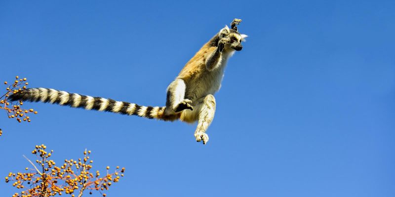 Leaping ring tail lemur in Madagascar