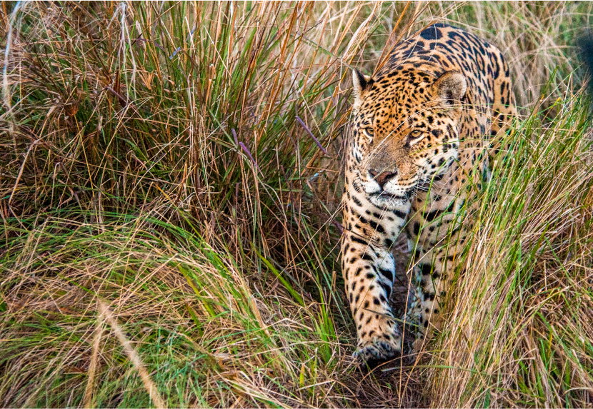 Reintroduced species include jaguar and giant river otters (Photo: Beth Wald)