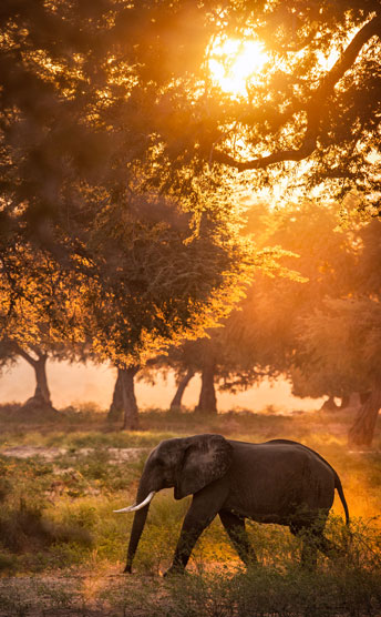 African Safari