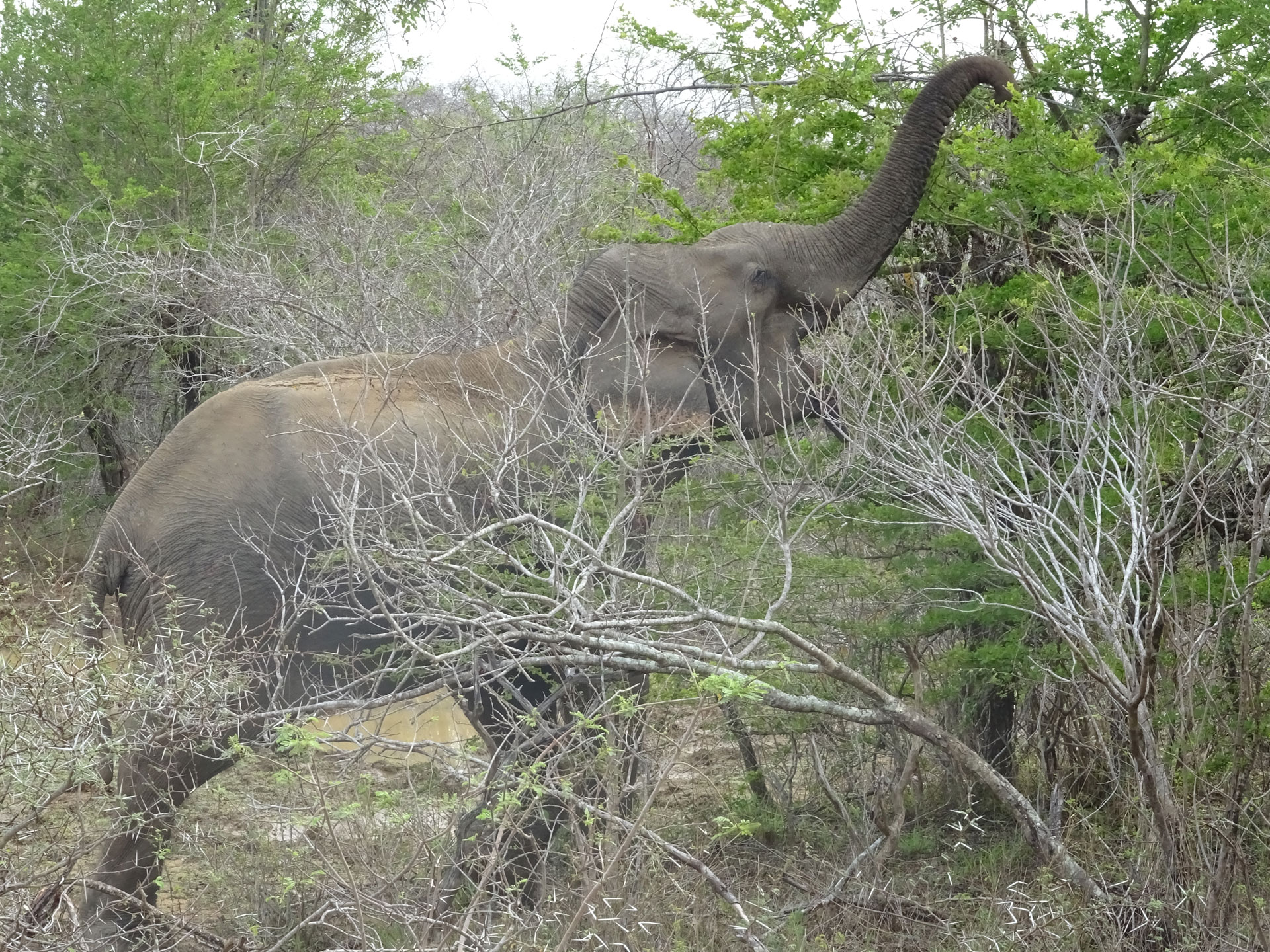 Elephant