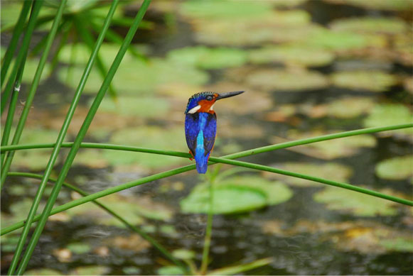 Bird Madagascar