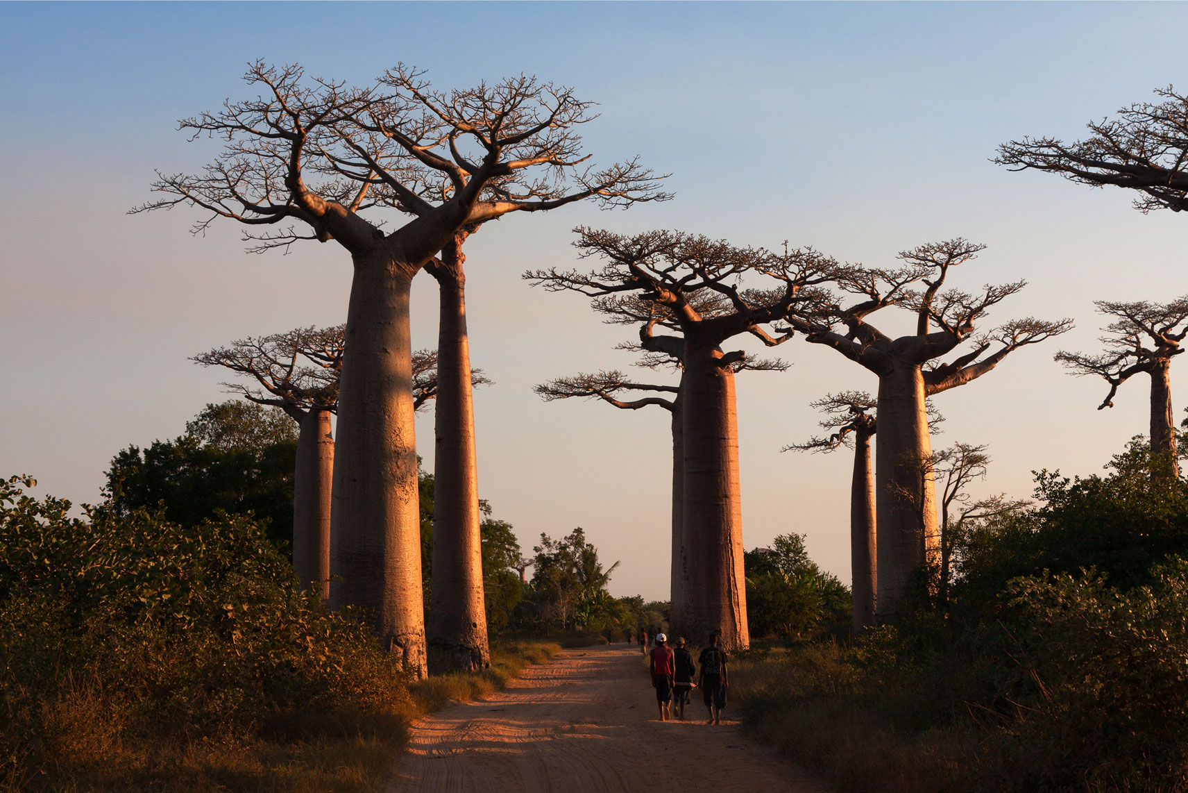 Baobab