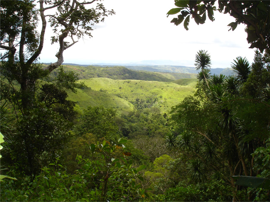 Jungle Madagascar