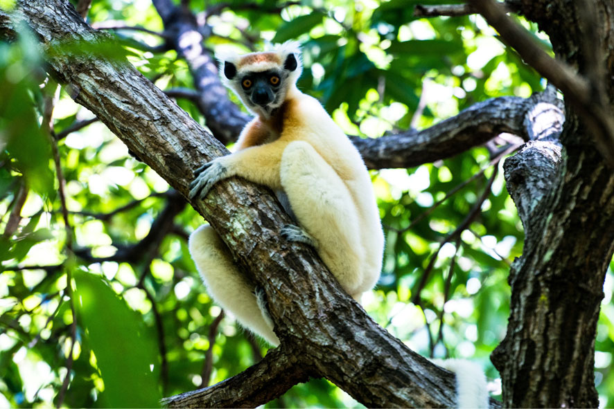 Lemur
