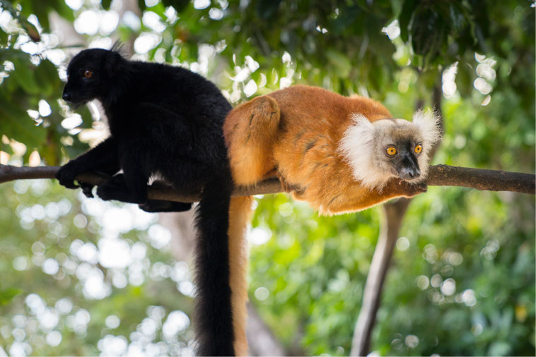 Lemur Friends
