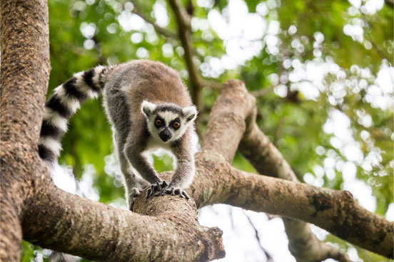 Ring-tail lemur