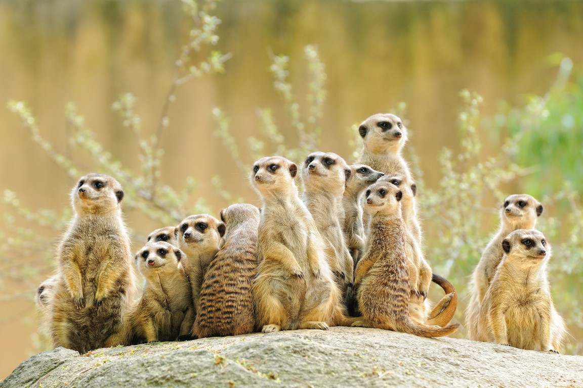 Cute meetkats on safari