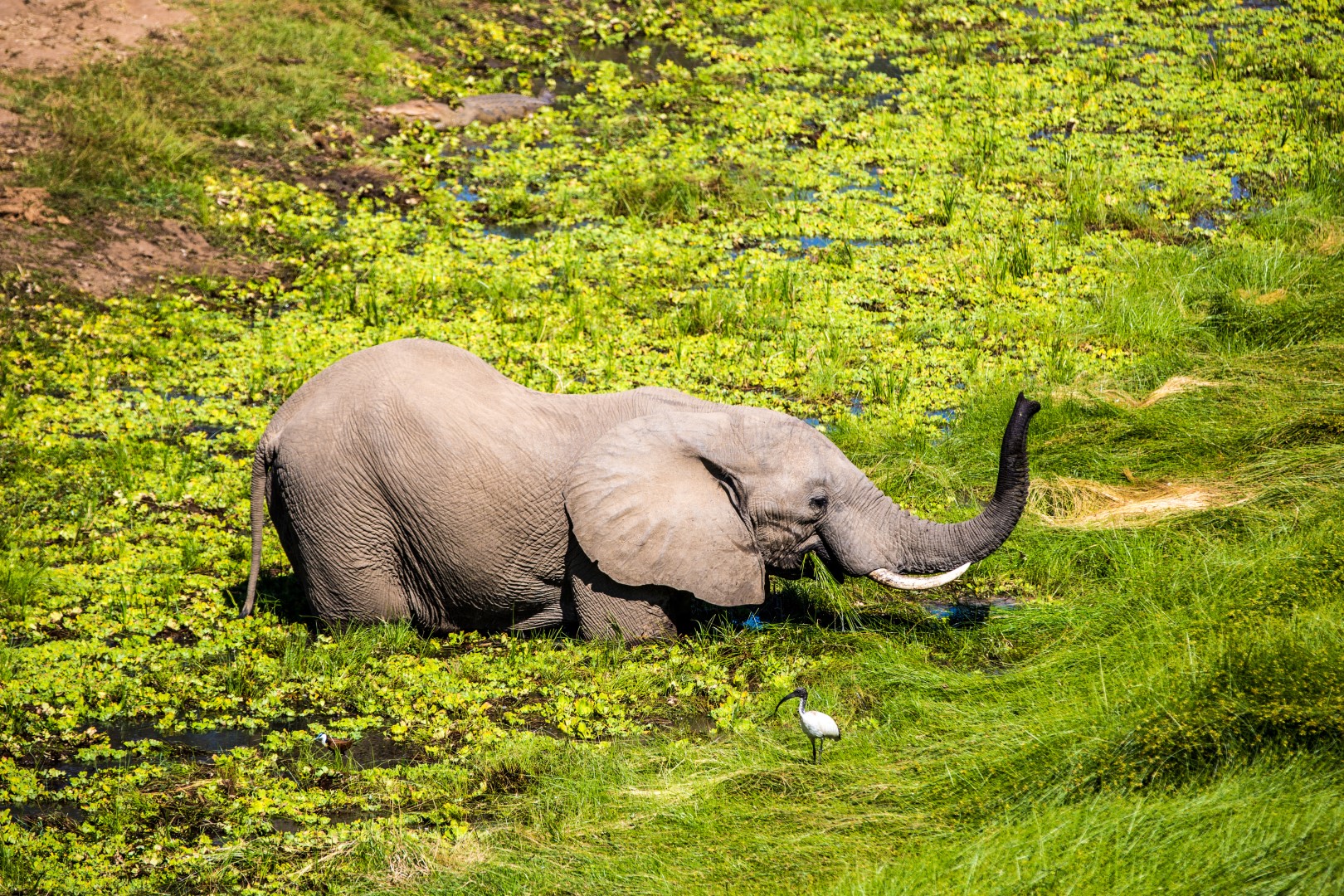 Getting up close and personal with an elephant