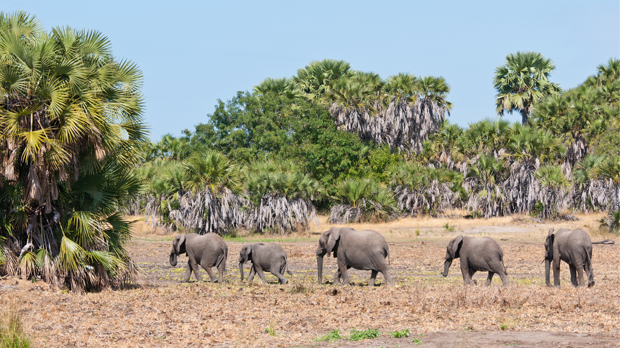 Bright, sunny days on safari