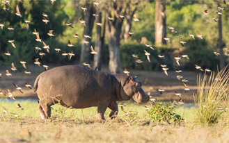 Lumbering hippo