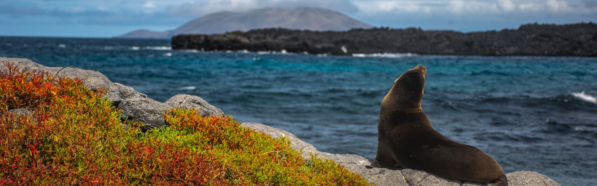 The Endemic: The Perfect Cruise for Non-Cruisers