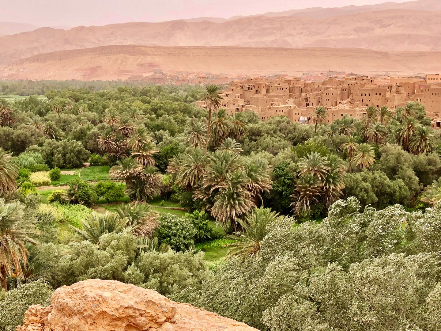 Oasis
