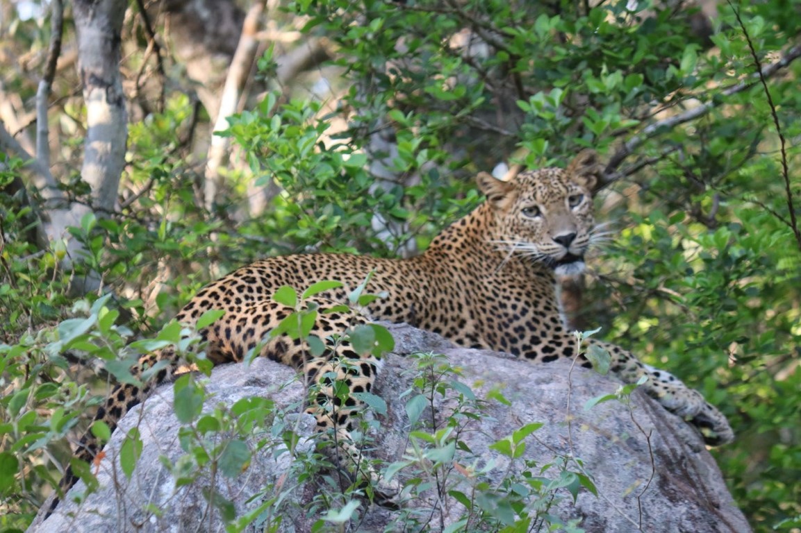 leopard that Kirsty saw!