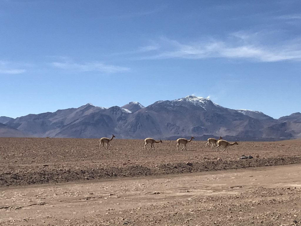 Guanacos in the Atacama Desert
