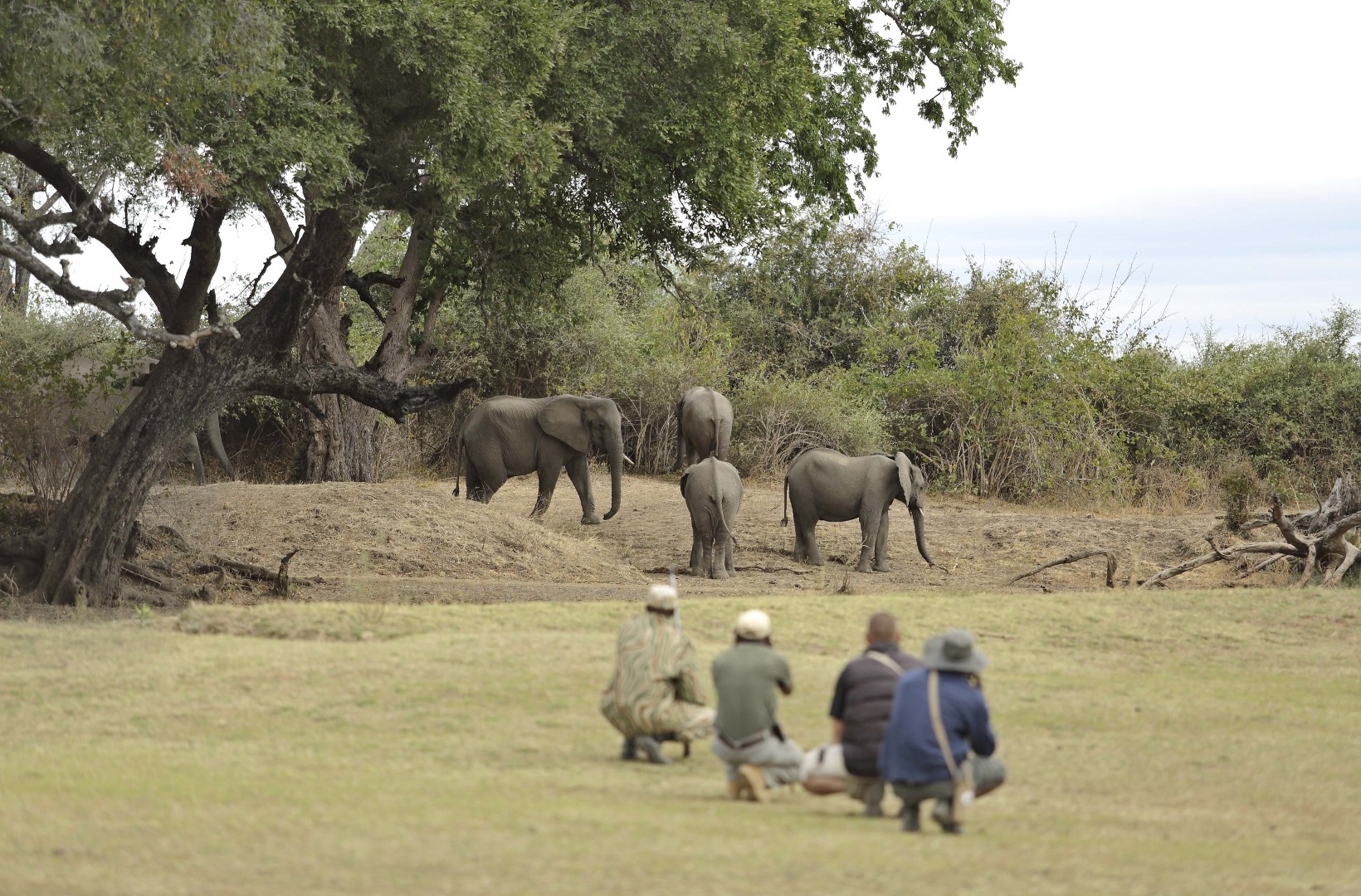 Elephant viewing Zambia