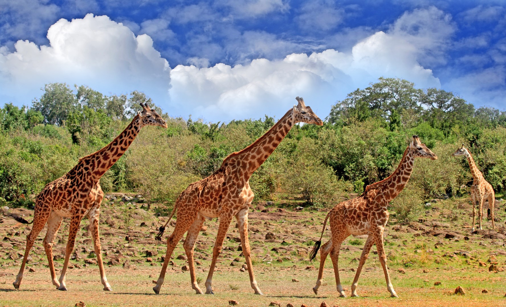 South Luangwa National Park
