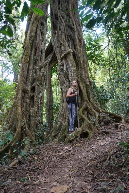 Alex forest trekking